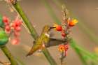 USA, New Mexico. Rufous hummingbird feeding on flower. Art Print